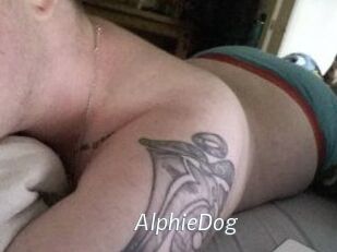Alphie_Dog