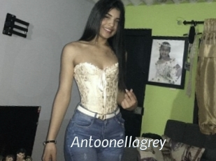 Antoonellagrey