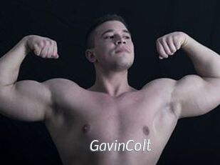 GavinColt