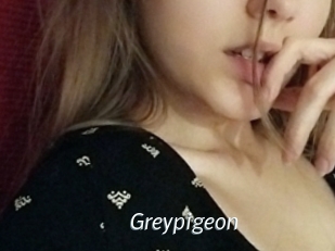 Greypigeon