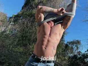 Jackal