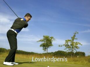 Lovebirdpenis