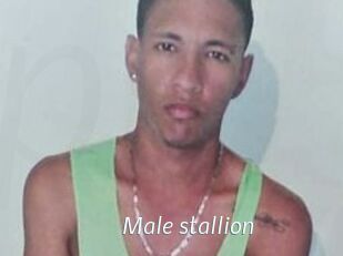 Male_stallion