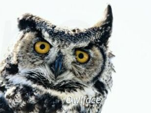 Owlface
