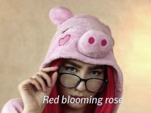 Red_blooming_rose