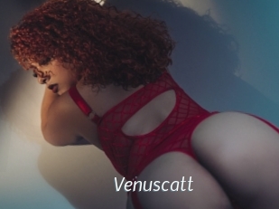 Venuscatt