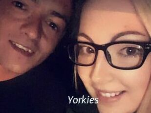 Yorkies